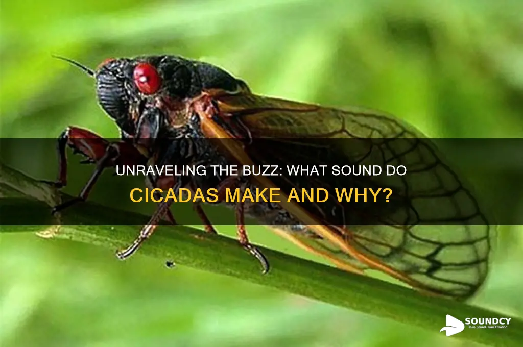 what sound to cicadas make