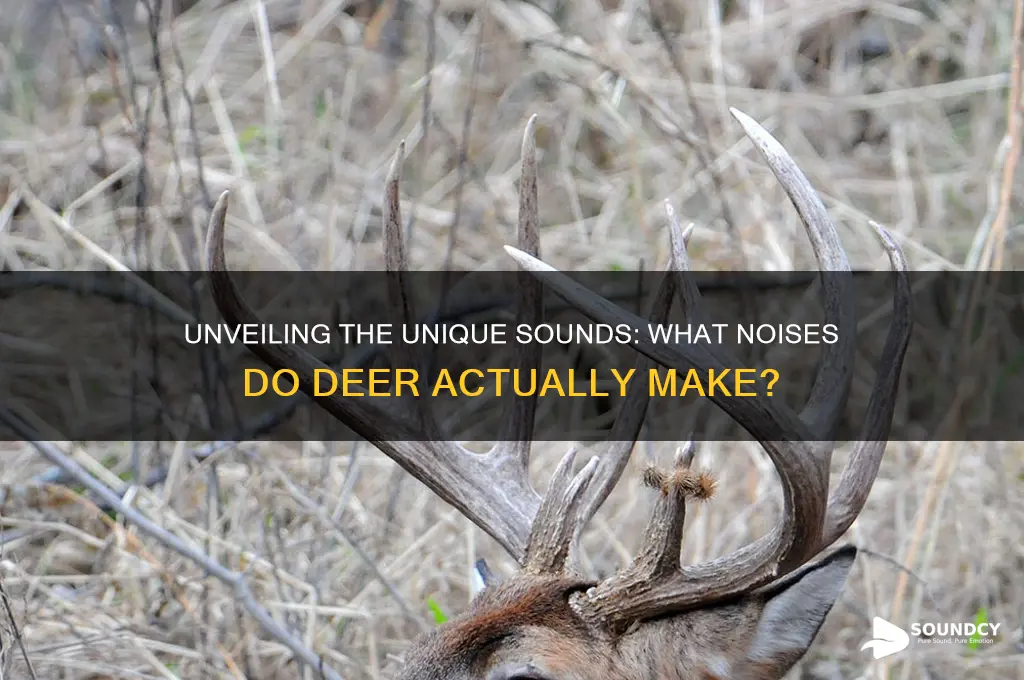 what sound to deer make