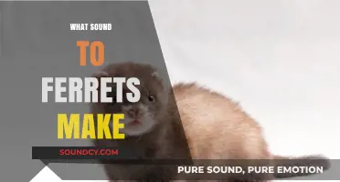 Understanding Ferret Noises: What Sounds Do Ferrets Make?