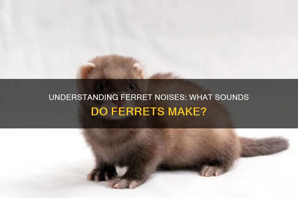 what sound to ferrets make