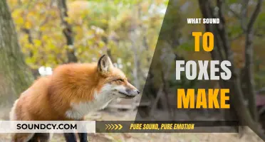 Unveiling the Unique Vocalizations: What Sounds Do Foxes Make?