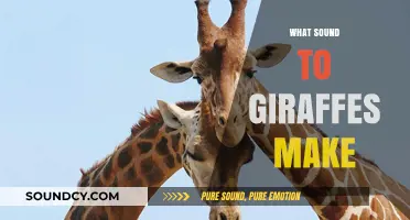 Unveiling the Silent Giants: Exploring the Subtle Sounds of Giraffes