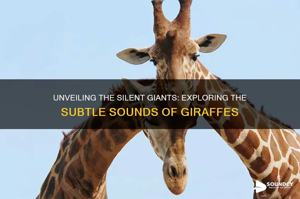 what sound to giraffes make