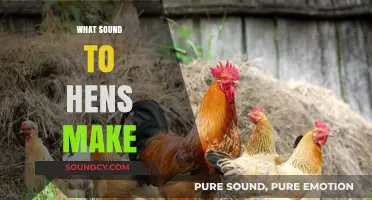 Clucks and Calls: Understanding the Sounds Hens Make