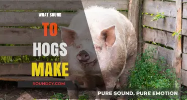 Oink or Snort? Decoding the Unique Sounds of Hogs