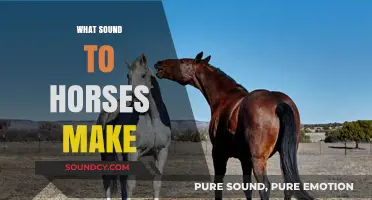 Understanding Horse Sounds: What Noises Do Horses Make and Why?