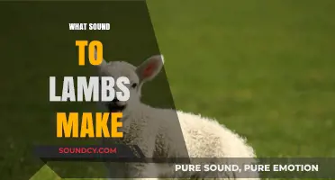 What Sound Do Lambs Make? Exploring the Gentle Bleats of Lambs