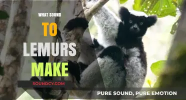Unveiling the Unique Vocalizations: What Sounds Do Lemurs Make?
