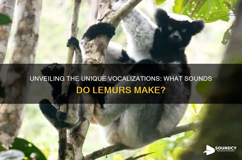what sound to lemurs make