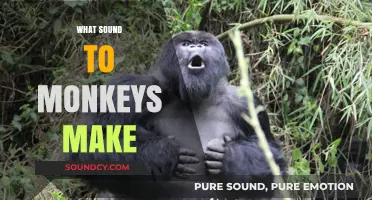 Unveiling the Unique Vocalizations: What Sounds Do Monkeys Make?