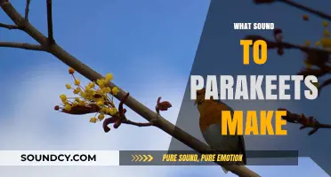Discover the Unique Sounds and Chirps of Parakeets