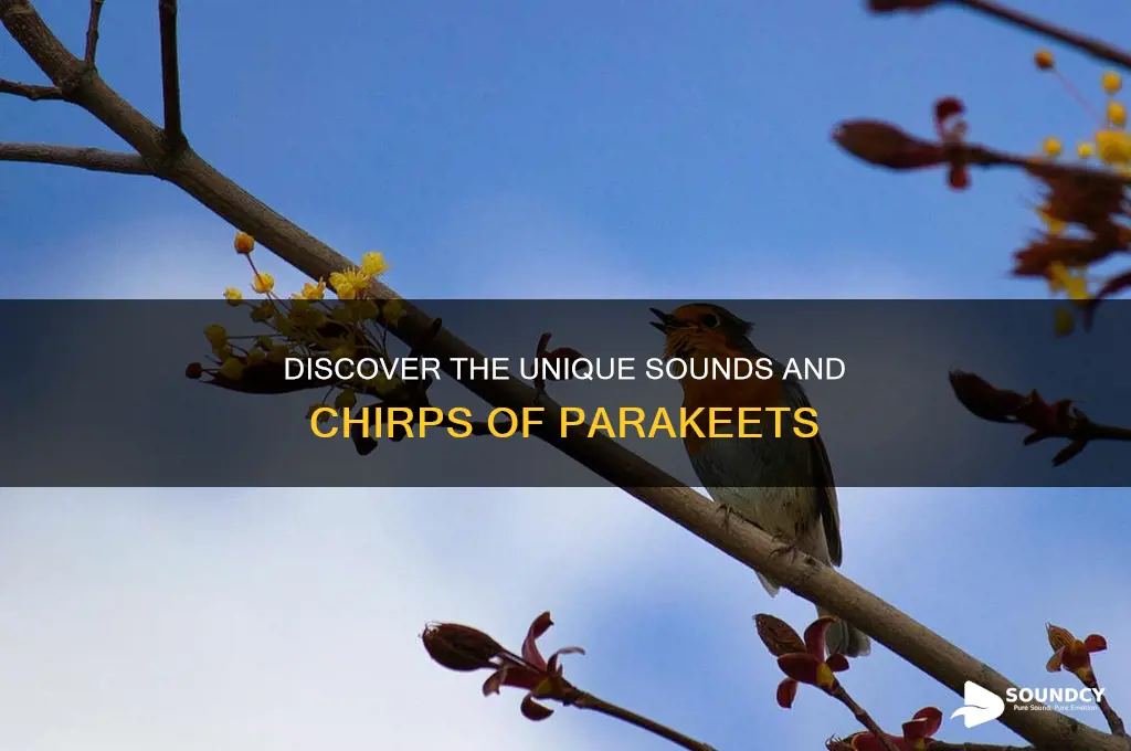what sound to parakeets make