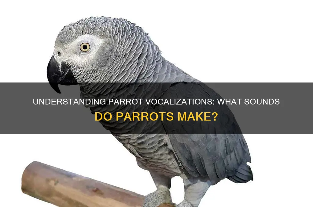 what sound to parrots make