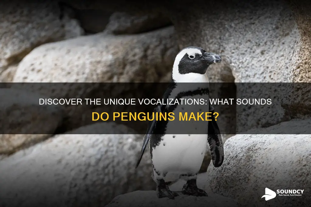 what sound to penguins make