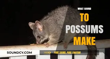 Unveiling the Unique Noises: What Sounds Do Possums Make?