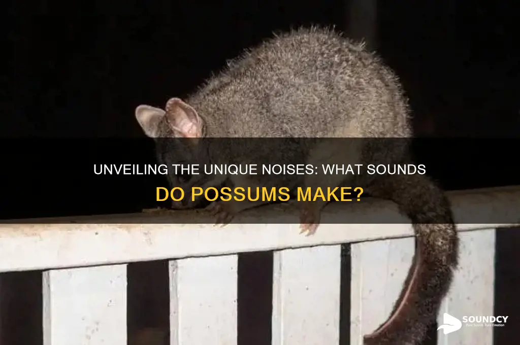 what sound to possums make