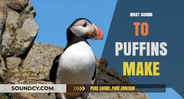 Discover the Unique Sounds of Puffins: A Guide to Their Calls