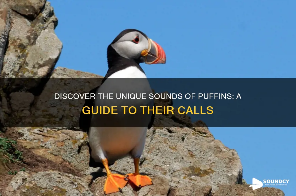 what sound to puffins make