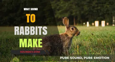 Unveiling the Quiet World: What Sounds Do Rabbits Make?