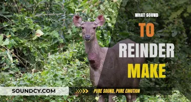 Unveiling the Unique Sounds: What Noise Do Reindeer Actually Make?