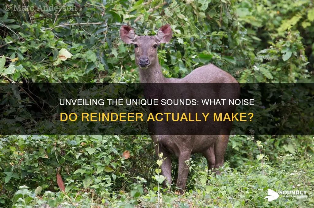 what sound to reinder make