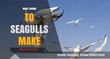 Unraveling the Unique Vocalizations: What Sounds Do Seagulls Actually Make?