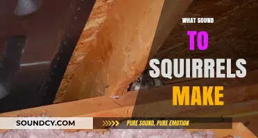 Uncovering the Unique Sounds: What Noises Do Squirrels Actually Make?