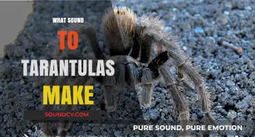 Unveiling the Silent World: Do Tarantulas Make Any Sounds?