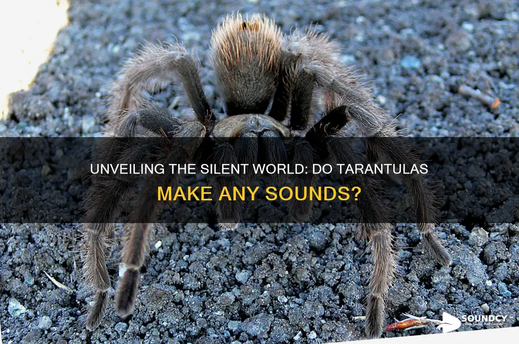 what sound to tarantulas make