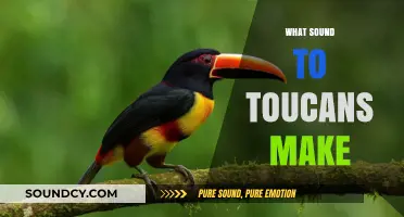Discover the Unique Sounds Toucans Make in the Wild