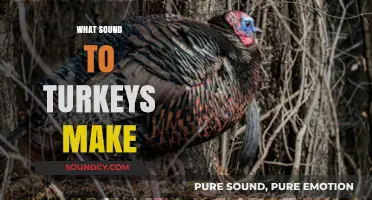 Gobbles and Clucks: Unveiling the Unique Sounds of Turkeys