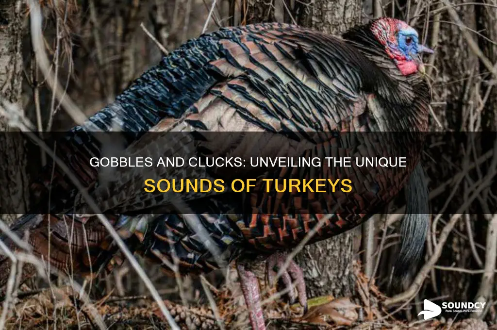 what sound to turkeys make