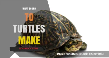 Unveiling the Mystery: What Sounds Do Turtles Actually Make?