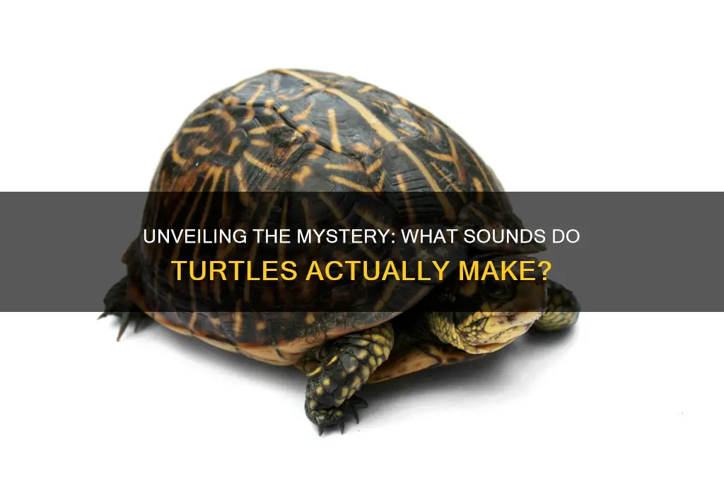 what sound to turtles make