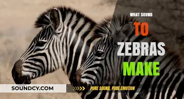 Unveiling the Unique Vocalizations: What Sounds Do Zebras Actually Make?