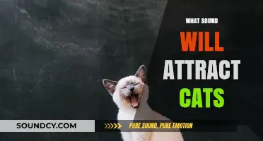 Purr-fect Sounds: What Noises Instantly Capture a Cat's Attention
