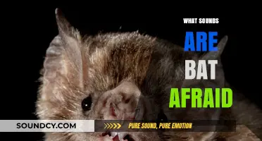 Unveiling the Sounds That Terrify Bats: A Comprehensive Exploration