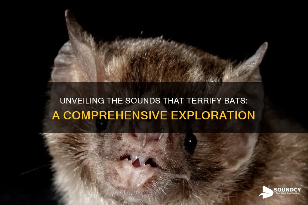 what sounds are bat afraid