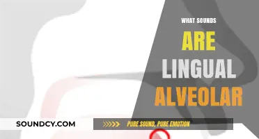 Understanding Lingual Alveolar Sounds: A Guide to Tongue-Teeth Articulation