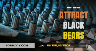 Unveiling the Sounds That Lure Black Bears: A Comprehensive Guide