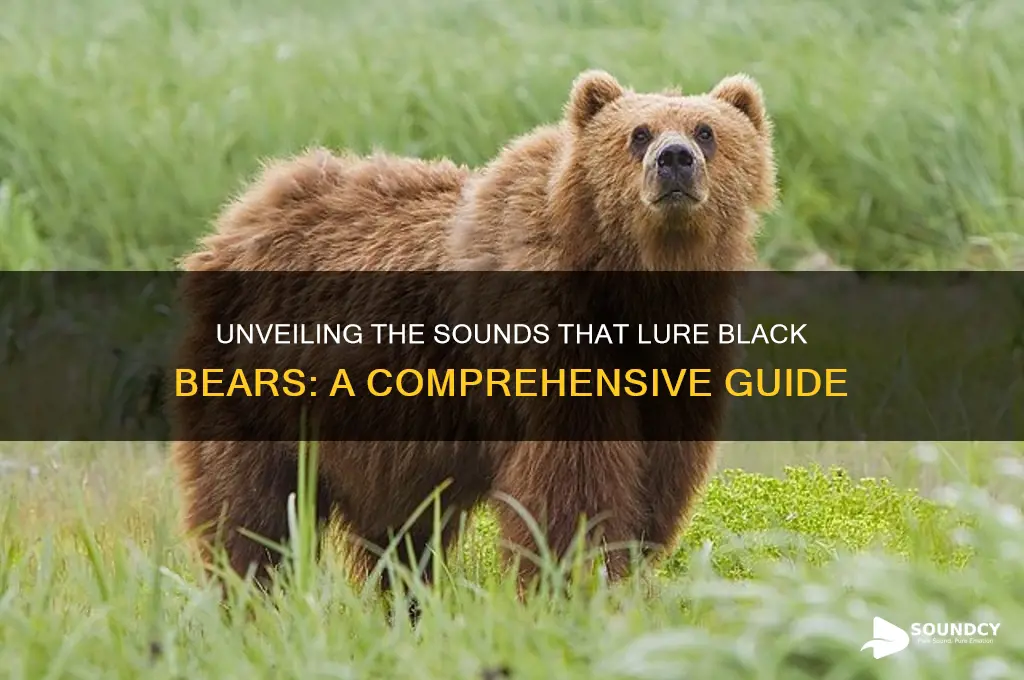 what sounds attract black bears