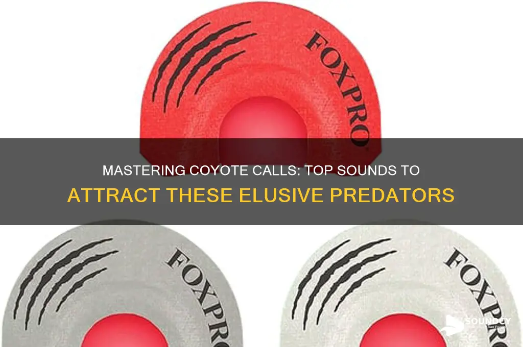 what sounds attract coyotes best