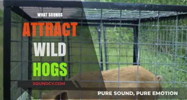 Unveiling the Sounds That Lure Wild Hogs: A Comprehensive Guide