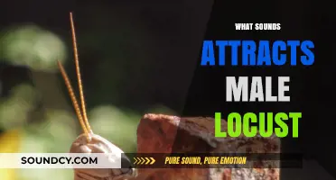 Unveiling the Acoustic Secrets: Sounds That Entice Male Locusts