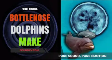 Exploring the Unique Vocalizations of Bottlenose Dolphins: Sounds and Communication