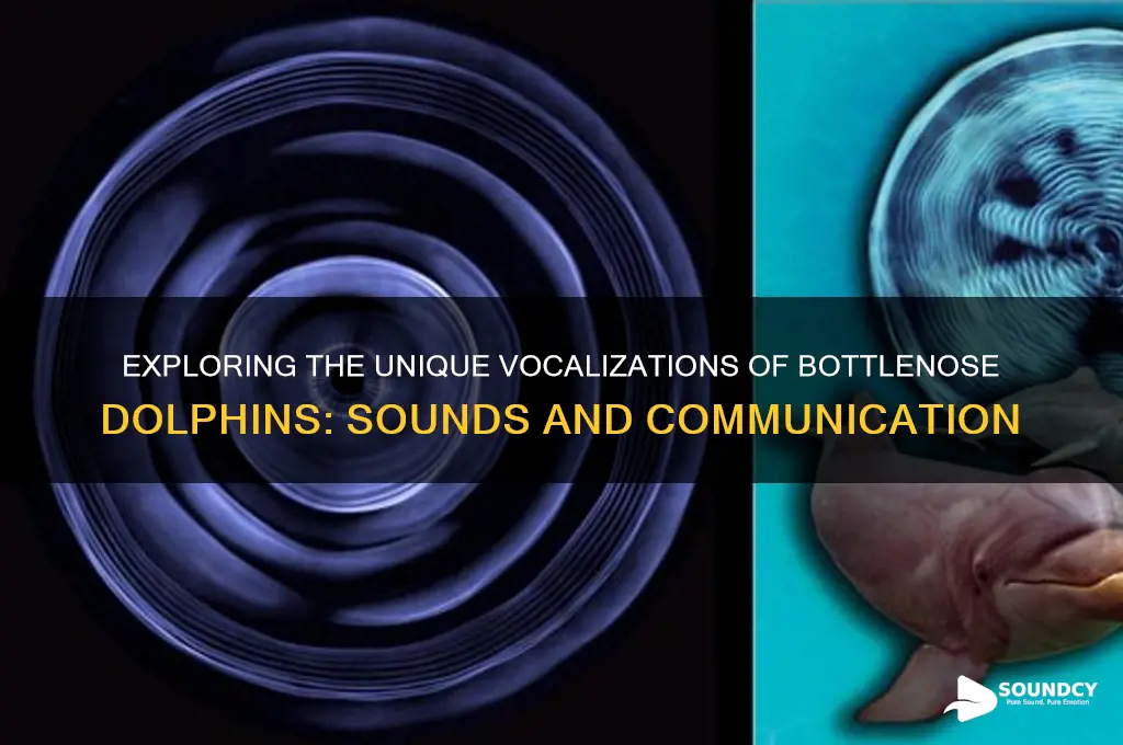 what sounds bottlenose dolphins make
