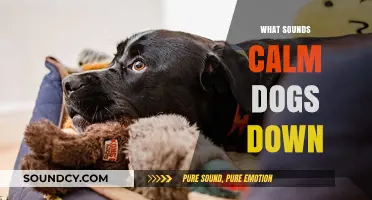 Soothing Sounds: How to Calm Your Dog with Relaxing Audio