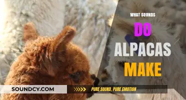 Unveiling the Unique Vocalizations: What Sounds Do Alpacas Make?