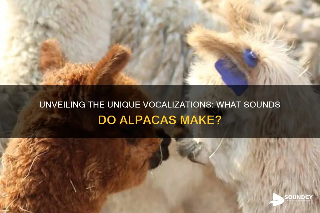 what sounds do alpacas make