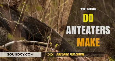 Unveiling the Unique Vocalizations: What Sounds Do Anteaters Make?